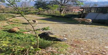 Güneysu Dumankaya Başı Boş Köpekler Heryerde