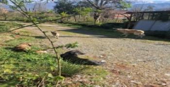 GÜNEYSU DUMANKAYA BAŞI BOŞ KÖPEKLER HERYERDE