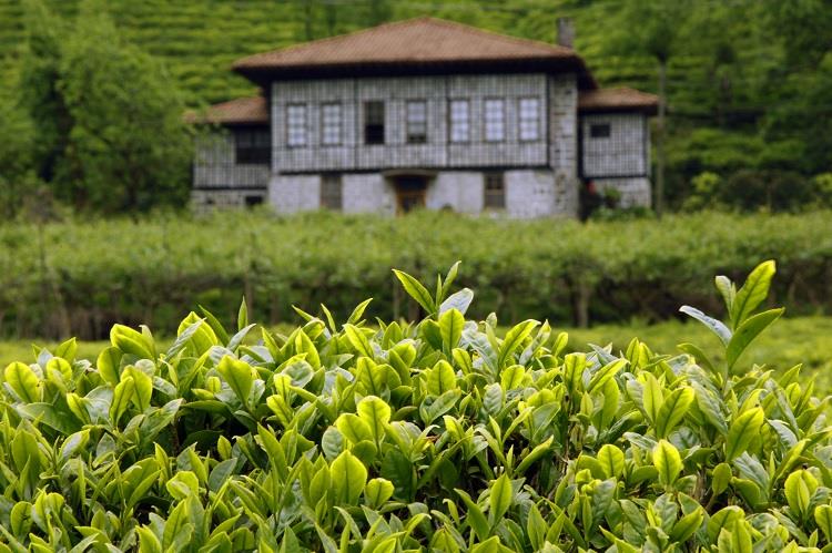 Rize Çayı